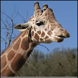 Giraffe, Wildlife Safari