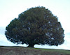 Oregon Myrtle